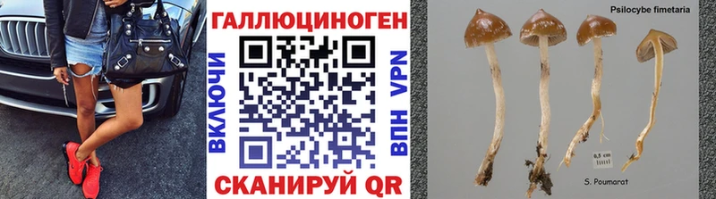 Псилоцибиновые грибы Psilocybe  Горнозаводск 